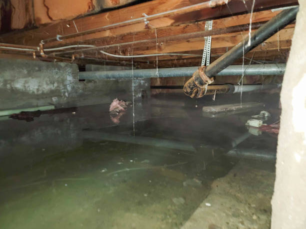 Best Ceiling water damage repair  in Magnolia Springs, AL